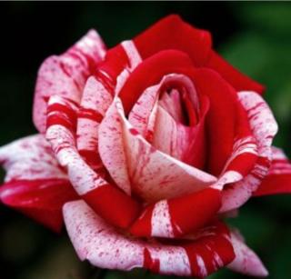 Ruža veľkokvetá (červeno-biela) Papageno®, na kmienku 90/100 cm, v črepníku 7l Rosa Papageno®