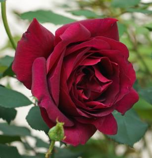 Ruža Veľkokvetá Dark Red , v črepníku Rosa Dark Red
