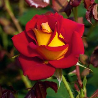 Ruža veľkokvetá KETCHUP & MUSTARD ‘Wekzazatte‘ PBR, v črepníku Rose KETCHUP & MUSTARD ‘Wekzazatte‘