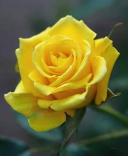 Ruža veľkokvetá žltá 20/40 cm, v črepníku Rosa