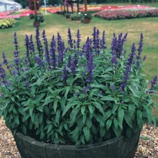 Šalvia modrá ‘Victoria Blau‘, výška 25/35 cm, v črepníku Salvia farinacea ‘Victoria‘