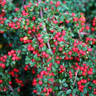 Skalník Coral Beauty, výška 20/40 cm, v črepníku Cotoneaster suecicus Coral Beauty