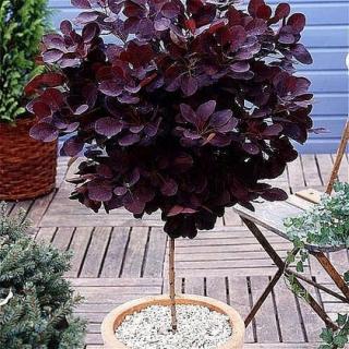 Škumpa vlasatá, na kmienku 100/120 cm, celková výška 160/180 cm, v črepníku Cotinus Coggygria Royal Purple