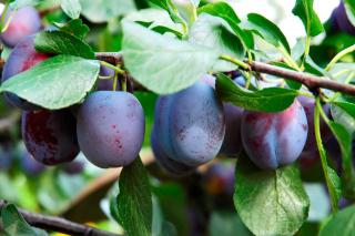 Slivka domáca POLINKA skorá, voľnokorenená, podpník Alycza Prunus domestica POLINKA