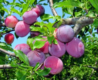 Slivka Maďarská obyčajná 160/180 cm v črepníku, podpník slivka Wangenheimova Prunus domestica