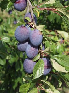 Slivka Valor - stredne neskorá, výška 100/130 cm, v črepníku, podpník slivka Wangenheimova Prunus domestica Valor