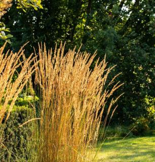 Smlz ostrokvetý Overdam, v kvetináči Calamagrostis acut. Overdam