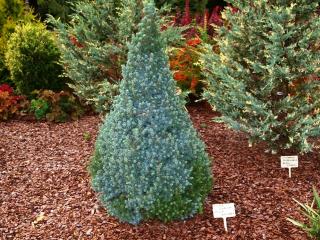 Smrek biely Sanders Blue 40/50 cm, v črepníku Picea glauca Sanders Blue
