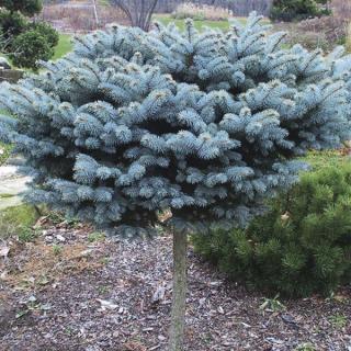 Smrek Glauca Globosa, na kmienku 90/110 cm, v črepníku 5l Picea pungens Glauca Globosa