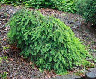Smrek obyčajný Formanek 30/50 cm, v črepníku Picea abies Formanek