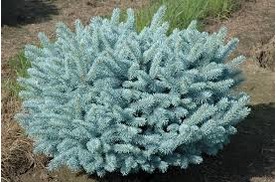 Smrek pichľavý Glauca Globosa 20/40 cm, v črepníku 3l Picea pungens Glauca Globosa