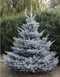 Smrek Strieborný 90/110 cm, v črepníku 15l Picea pungens Glauca