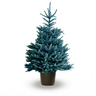 Smrek strieborný, výška 30/40 cm, v črepníku 2l Picea pungens