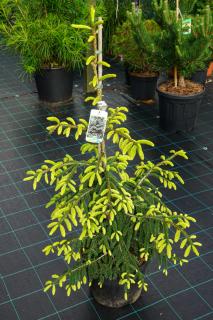 Smrek východný Aureospicata, 70/80 cm, v črepníku Picea orientalis Aureospicata