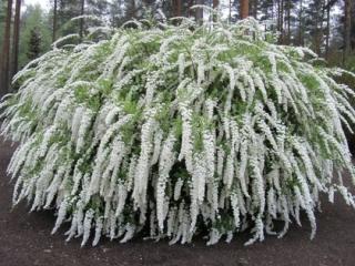 Tavoľník cinerea Gresfsheim 20/40 cm, v črepníku 2l Spiraea cinerea Grefsheim