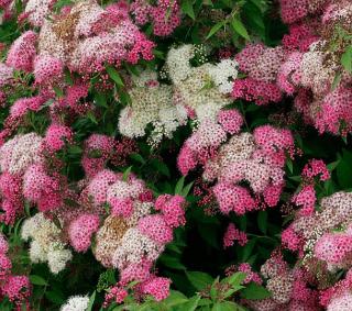 Tavoľník japonský Genpei, 20/+cm, v črepníku Spiraea japonica Genpei