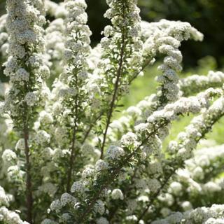 Tavoľník nipponský June Bride, výška 20/40 cm, v črepníku 2l Spiraea niponnica June Bride 