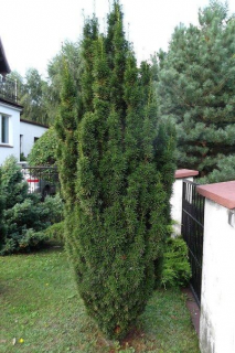 Tis Hicksii, v črepníku 2/3 litre, 30/40 cm Taxus Hicksii