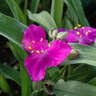 Tradeskancia Karminglut, v črepníku 1,5l Tradescantia Karminglut