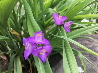 Tradeskancia Schone von Bottrop, v črepníku 1,5l Tradescantia Schone von Bottrop