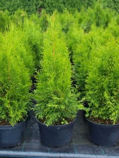 Tuja západná Smaragd 60/80  cm, v črepníku 3 litre. Thuja occidentalis Smaragd