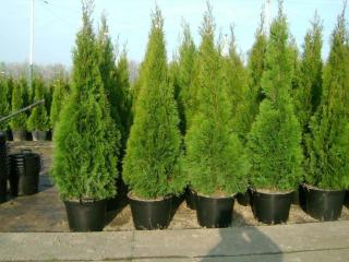 Tuja západná Smaragd, výška 130/150 cm, v črepníku Thuja occidentalis Smaragd