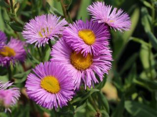 Turica - turan nádherný Rosa Juwel, výška 10/15 cm, v črepníku P9 Erigeron speciosus Rosa Juwel