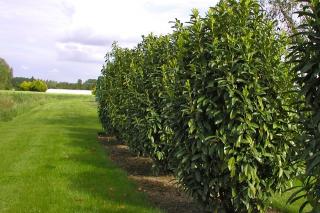 Vavrínovec lekársky Caucasica 220/250  cm, v črepníku 25l Prunus laurocerasus Caucasica