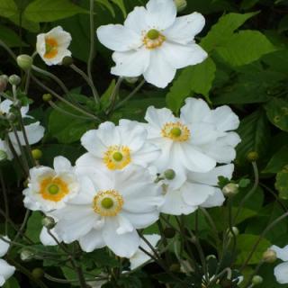 Veternica Honorine Jobert, v črepníku P9, 10/15 cm Anemone hybrida Honorine Jobert