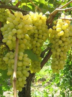 Vinič ‘Chrupka biela ‘ v črepníku výška 40/60 cm Vitis vinifera