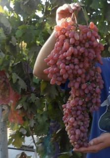 Vinič ‘Chrupka červená‘ v črepníku výška 40/60 cm Vitis vinifera