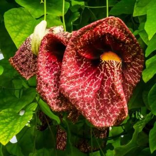 Vlkovec veľkolistý - mrazuvzdorná liana, výška 60/80 cm, v črepníku Aristolochia macrophylla