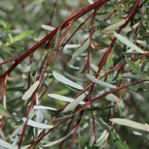 Vŕba purpurová pendula na kmienku 160/180 cm, v črepníku 7,5 l Salix purpurea pendula