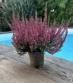 Vres obyčajný Hull (ružový), výška 15/25 cm, v črepníku Calluna vulgaris "Hull" Pink