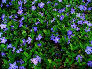 Zimozeleň menšia 15/25 cm, v črepníku Vinca minor