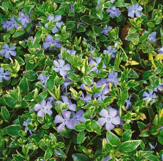 Zimozeleň menšia Aureovariegata, v črepníku Vinca minor Aureovariegata