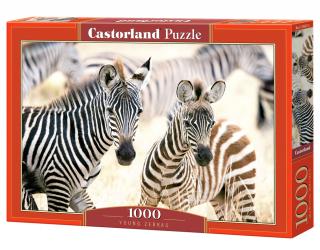 Young Zebras (105021)