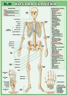 KOSTRA ČLOVĚKA - naučná laminovaná tabulka A4