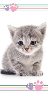 Detská osuška Kitten colour Materiál: 100% BAVLNA FROTE, Rozmer: 70x140cm
