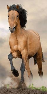 Osuška Hnedý kôň Materiál: 100% BAVLNA FROTE, Rozmer: 70x140cm