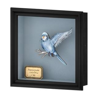 Adrien - 3D papagáj v ráme