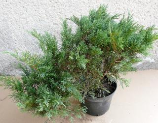 Borievka Kláštorská Tamariscifolia Výška: 20 - 30cm, 2L