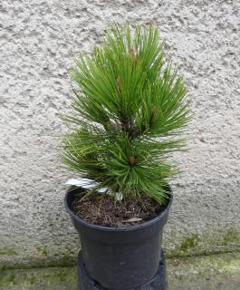 Borovica bosnianska - Pinus leucodermis Compact Gem Výška: 25 - 30cm, 3L