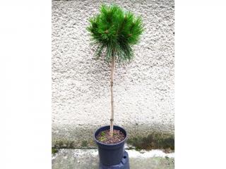 Borovica čierna - Pinus nigra Bambino - kmienok Výška: 60 - 70cm, 3L