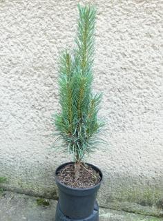 Borovica čierna - Pinus nigra Fastigiata Výška: 50 - 60cm, 3L