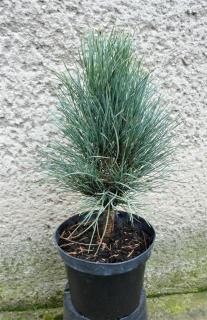 Borovica čierna - Pinus nigra Green Tower Výška: 35 - 40cm, 3L
