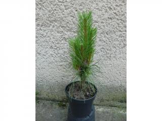 Borovica čierna - Pinus nigra Green Tower Výška: 40 - 50cm, 3L