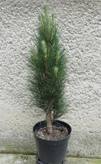 Borovica čierna - Pinus nigra Green Tower Výška: 50 - 60cm, 3L