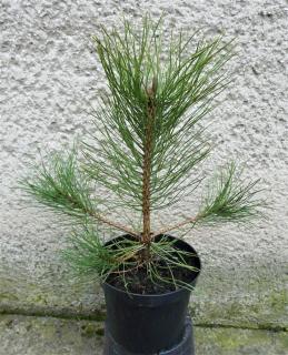 Borovica čierna - Pinus nigra nigra Výška: 30 - 40cm, 3L
