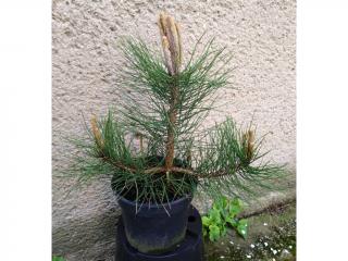 Borovica čierna - Pinus nigra nigra Výška: 40 - 50cm, 3L